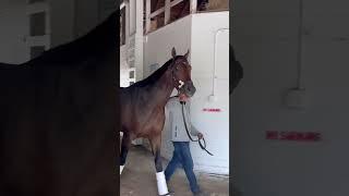 Kentucky Derby horse Sierra Leone has arrived at Churchill Downs. #KyDerby #horse