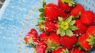 How To Wash Your Berries The RIGHT Way According To a Produce Pro