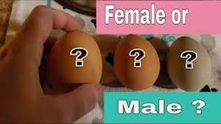 How To Make Selection And Differentiate Between A Male And Female Chick Rough And Smooth Egg - Isa