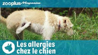 Les allergies chez le chien  symptômes déclencheurs & traitement  zooplus.fr