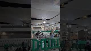 HiIRUK PIKUK di NABAWI