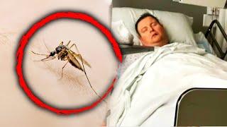 Man Dies After Contracting Triple E Virus From Mosquito