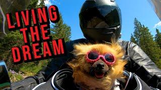 An Introduction to the Motör-Dogz - Dogs on MotorcycleDogs on Motorbikes