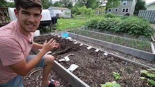 Just Some Random Tips and Tricks to Growing Beans From Seed