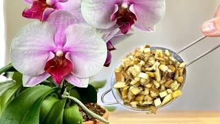 This is a real treasure for orchids Orchids bloom like crazy all year round without a break 