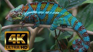 TV compatible relaxing 4k ultra animals video