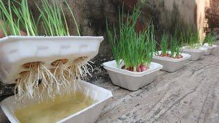 Brilliant idea  How to grow Onions & Garlic in Styrofoam Box for beginners