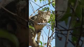 Cat Rescue Story  River Cat #cat #catlover #felineantics #cats #rescue #catvideos  #catjump