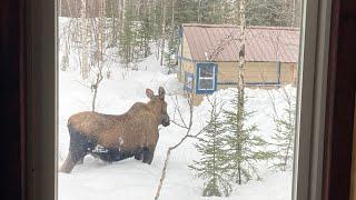 Spring Snow and Hungry moose Alaska off grid cabin life 春の雪とはらぺこムース アラスカ小屋暮らし