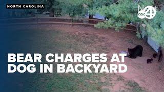 Mama bear CHARGES at dog in familys backyard