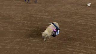 Mutton Bustin 3.04.2022  RODEOHOUSTON