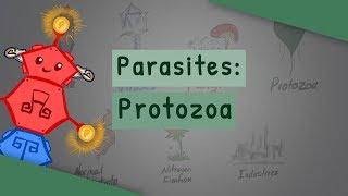 Parasites Protozoa classification structure life cycle