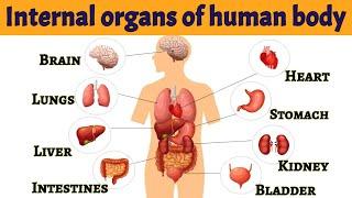 Internal organs of human body  Internal organs  Parts of our body  #internalorgans #bodyparts