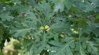 Quercus alba - White Oak