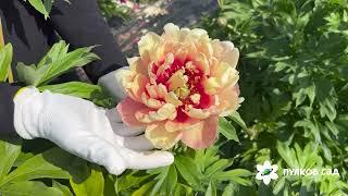 Old Rose Dandy peony. Олд Роуз Денди пион. Пулков сад