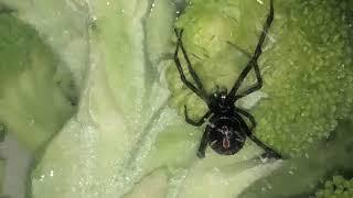 Sneaky black widow spider tries to hide in man’s broccoli