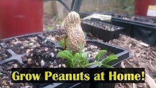 How to Grow Peanuts in the Home Garden & Cook Them to Eat