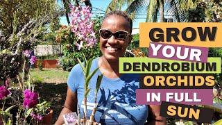 How to Grow Dendrobium Orchids in Full Sun  Orchid Care for Beginners