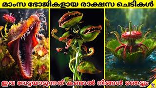 Carnivorous Plants The Fascinating World Of Hungry Flora  Facts Malayalam  47 ARENA