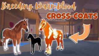 Breeding Dutch Warmblood *CROSS-COATS*  Wild Horse Islands