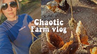 Chaotic farm vlog chickens & cat on the lose trapped bird & pregnant sheep #farming