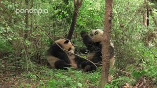 Are pandas ticklish?