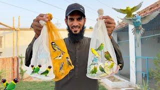 Birds Aviary K Liye Bht Sary Parrots Gift Mily 