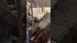 How to castrate a pig