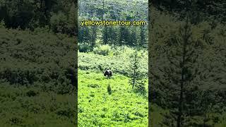 More Grizzly Bear Spotting On One Of Our Yellowstone Tours #wildlife #yellowstonenationalpark