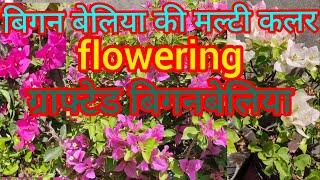 big anBeliya ki multi color flowering grafted bigan Beliya