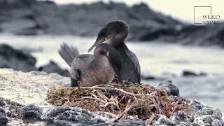 Interesting facts about flightless cormorant by weird square