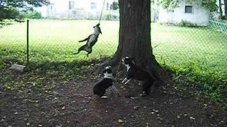 Three Boston Terriers on ONE ROPE