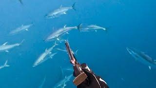 Philippe Carrier bertemu ribuan ekor ikan tuna  fishing