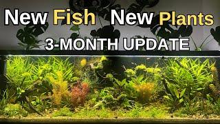 Dirted Tank 3-Month Update No Filter No Co2 No Fertilizer  No Water Change  Ecosystem  2024