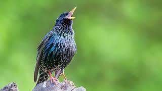 The call of the Common Starling - Bird Sounds to recognize the Common Starling  10 Hours