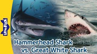 Hammerhead Shark vs. Great White Shark Differences between Hammerhead Sharks and Great White Sharks