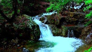 Relaxing Waterfall Nature Sounds - Natural NO music  Birds Chirping-Sleeping Bird Sound Meditation