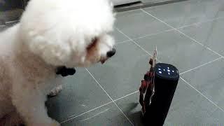 i show guanglai kangyi to my dog