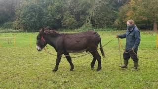 Teaching a donkey to drive