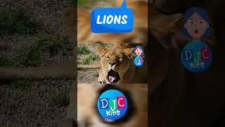 DJC Kids Roar & Learn 5 Ferocious Facts About Lions   Kids Safari Adventure