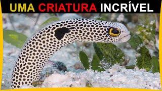 Um Animal aquático SENSACIONAL - Heterocongrinae Enguias de Jardim