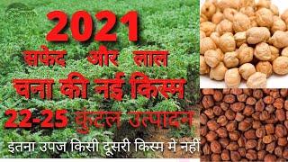 चना की हाइब्रिड किस्में 2021।चना की लाल और सफेद किस्मKabuli aur desi chane ki kism.Mo. No-8601043069