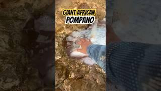 Biggest African Pompano in Shore #fishing #fish #giant #trevally #viral