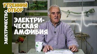 Исполинская китайская саламандра - первый кандидат в электрические амфибии. В.М. Ольшанский