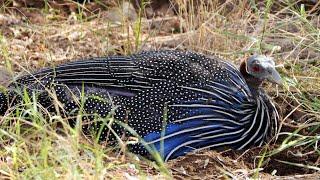 Discover The Exotic Birds Of Kenya