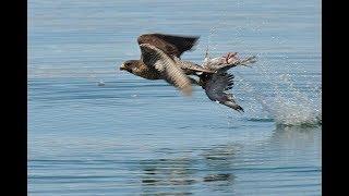 8 Facts About Peregrine Falcons