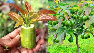 How to propagate avocado trees with a very high success rate