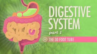 Digestive System Part 1 Crash Course Anatomy & Physiology #33