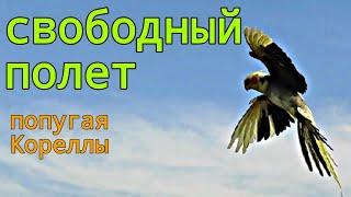 свободный полет попугая Кореллы.Гучи на свободном полете на улице .2.