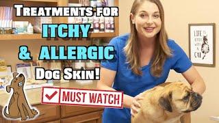 Treat Itchy and Allergic Dog Skin  MUST WATCH